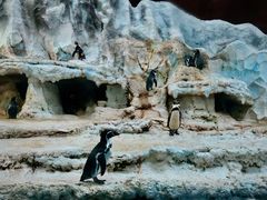 -帝企鹅自助餐厅•儿童岛•真企鹅(长隆企鹅酒店)