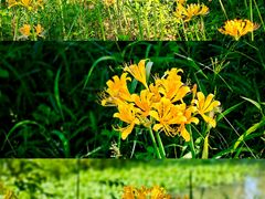 -西山漾湿地公园