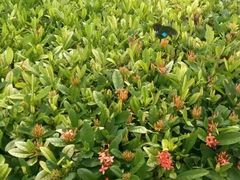 -葛记焖饼(伏牛路店)