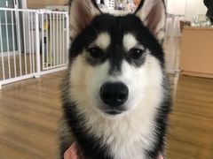 -Husky Go! 哈士奇体验馆·宠物咖啡厅狗咖
