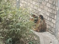 -成都动物园
