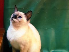 -猫色咖啡·猫咖