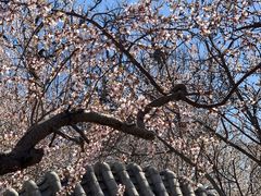-桃花堤公园