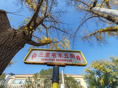 -三里屯东五街银杏大道