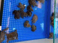 -四海蒸鲜蒸汽海鲜自助(北戴河店)