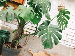 -北马山庄植趣咖啡