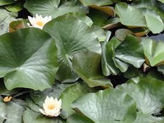 -沈阳植物园
