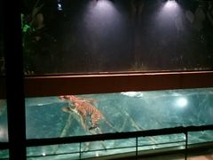 -清迈夜间动物园