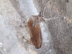 iphone_upload_pic-太原动物园