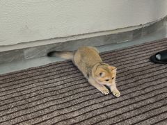 -琪喵猫屋·撸猫猫咖·猫舍