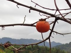 -塔川景区