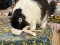 -平行世界·猫咖(首经贸店)