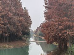 -贡湖湾湿地公园