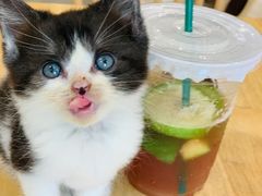 -楼上猫咖(罗湖店)