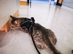 -瑞派长江宠物医院·猫科·外科·24小时夜护(谊城公寓分院)