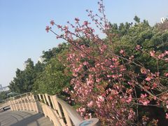 -台场海滨公园船码头