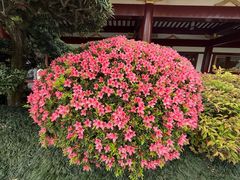 -庐山风景名胜区-东林大佛