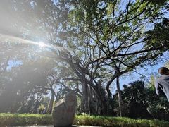 -瑞丽独树成林风景区