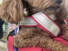 -瑞鹏宠物医院·宠保定点·心脏科·内科(御桥分院)