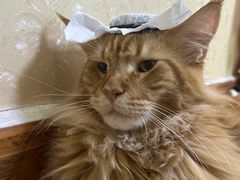 -帕帕拉兹宠物(亚洲旗舰店)