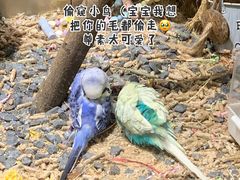 -吾叁·吉趣鸟咖(万科店)
