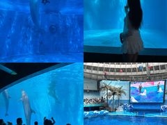 -海合安成都极地海洋公园