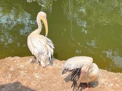 -深圳野生动物园