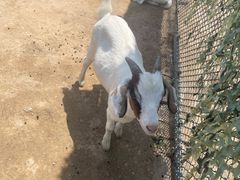 -潭柘厚院&山顶烤肉(潭柘寺店)