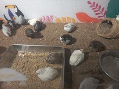 -正佳雨林生态植物园