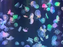 -海合安成都极地海洋公园