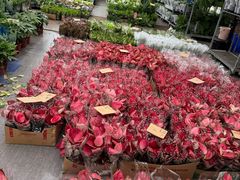 -龙大花卉苗木市场