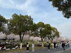 -羊山湖公园