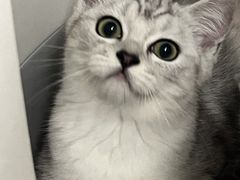 -博特宠物医院24h犬猫全科.骨科·异宠