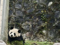 -都江堰中华大熊猫苑