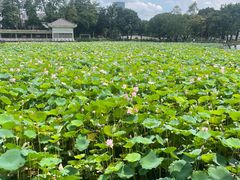 -荔湾湖公园