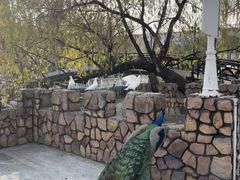 -J Create城市露营咖啡·简餐·宠物(上海动物园店)