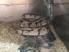 -上海大自然野生昆虫馆(东方明珠·爬宠昆虫探索中心)