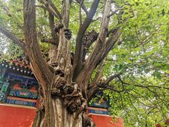 -北京国子监胡同