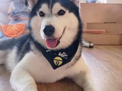 -Husky Go! 哈士奇体验馆·宠物咖啡厅狗咖