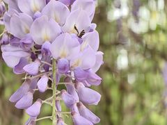 -三圣花乡旅游区