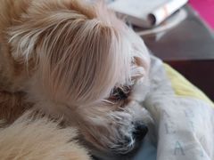 -艾贝尔宠物医院·24H转诊中心·肿瘤猫专科(江宁双龙店)