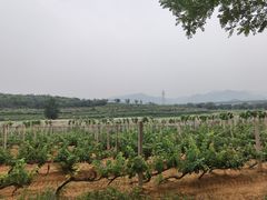 -北京张裕爱斐堡酒庄