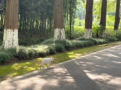 -黄海国家森林公园