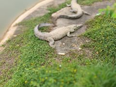 -泉州海丝野生动物世界