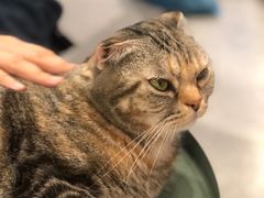 -猫儿山۰猫主题餐厅