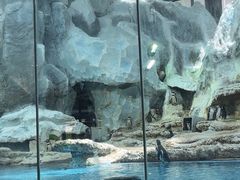 -帝企鹅自助餐厅•儿童岛•真企鹅(长隆企鹅酒店)