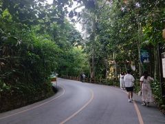 -西双版纳原始森林公园