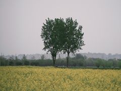 -汉长安城未央宫国家考古遗址公园