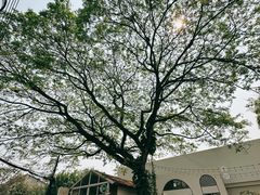 -Cheevit Cheeva(Sirimangkalajarn)