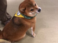 -逗柴咖啡屋·狗咖猫咖宠物桌游